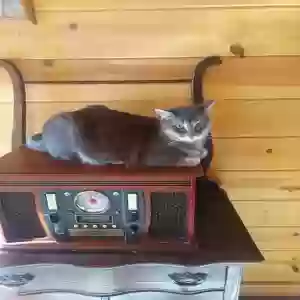 lost female cat unknown