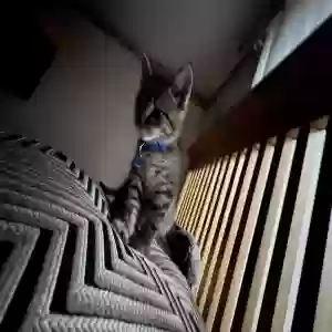 lost male cat king midas