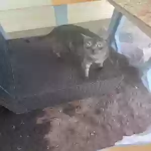 lost male cat sam