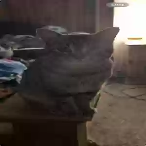 lost male cat chill guy