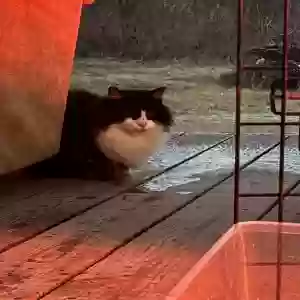 lost male cat sylvester