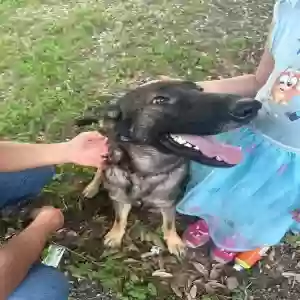 lost female dog versace 