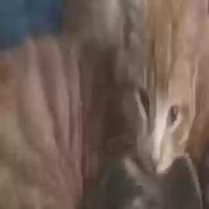 lost male cat chungus & baby guy