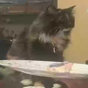 lost female cat miso