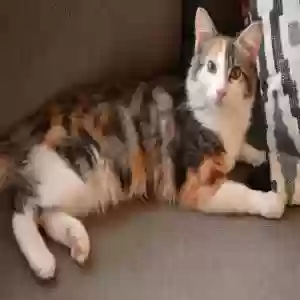 lost female cat cali
