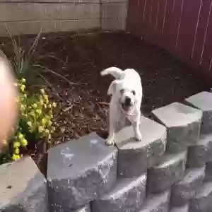 lost female dog brazil