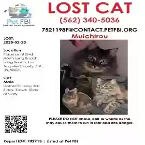 lost male cat muichiro