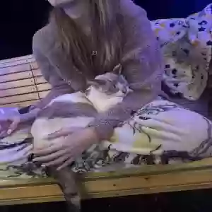 lost female cat miko