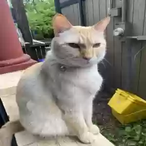 lost male cat kitty