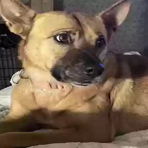 lost female dog frankie