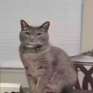 lost female cat mia