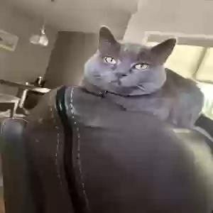 lost female cat rue