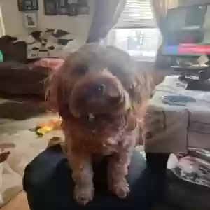 lost male dog simon