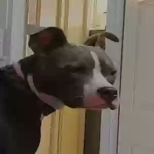 lost male dog smokey