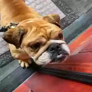lost male dog snorlax