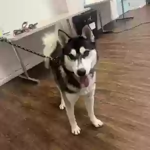 lost male dog capone