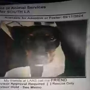 lost female dog friend