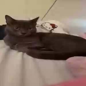 lost female cat luna