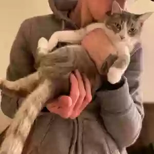 lost male cat oscar