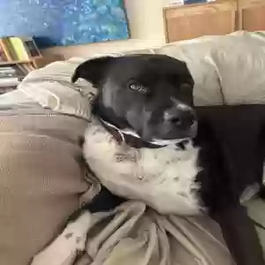 lost male dog leo