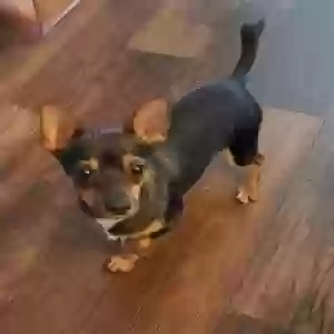 lost male dog unknown
