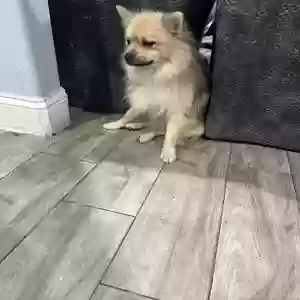 lost male dog unknown