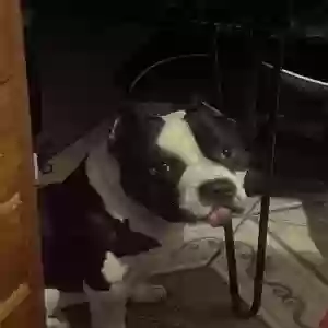 lost male dog legend
