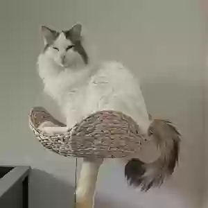 lost female cat noella