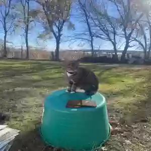 lost male cat mouse