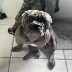 lost male dog maui