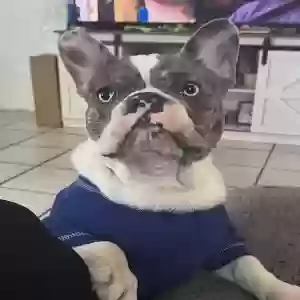 lost male dog spanky
