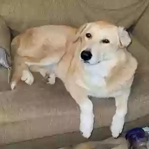lost female dog ruby
