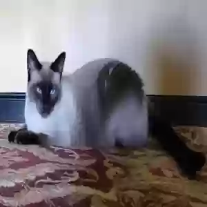 lost male cat rufus