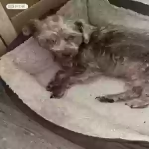 lost female dog coco
