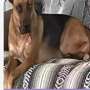 lost female dog daisy