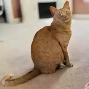 lost male cat george
