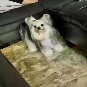 lost female dog jojo