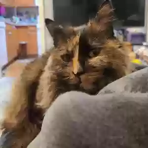 lost female cat pigeon
