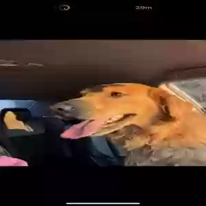 lost male dog simba