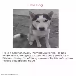 lost male dog lawrence