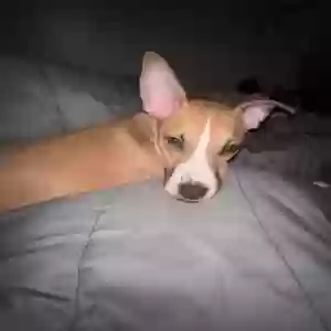 lost female dog nala cupcake