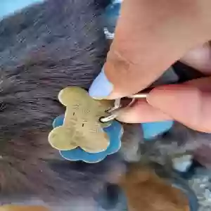 found unknown dog dog found in ensenada méxico