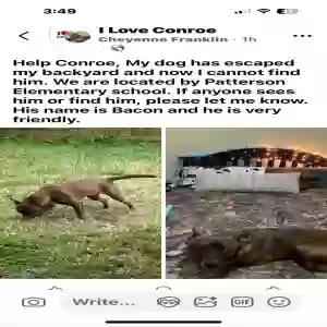 lost male dog bacon