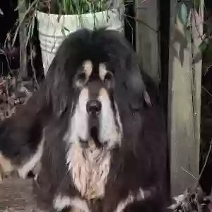 lost male dog bob