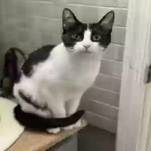 lost female cat moo-moo
