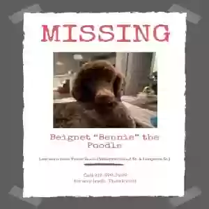 lost male dog bennie