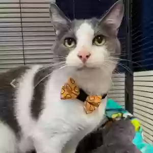 lost male cat sweet p
