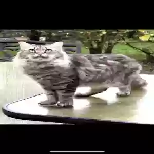 lost female cat angel
