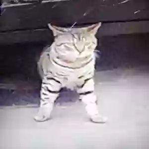 lost male cat chichito