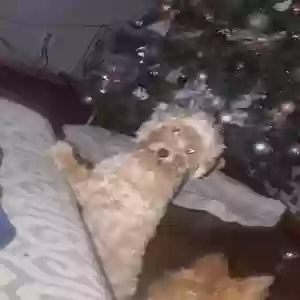 lost female dog princess